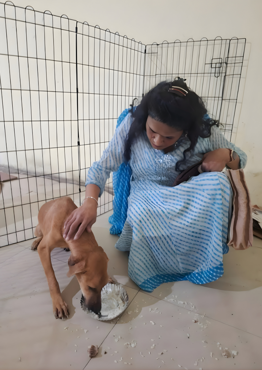 Animal Welfare